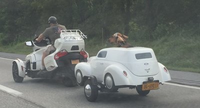 Dog on bike.jpg
